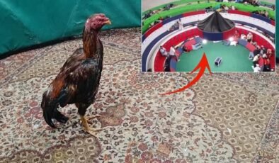 Horoz dövüşü alanında katliam: 12 kişi hayatını kaybetti