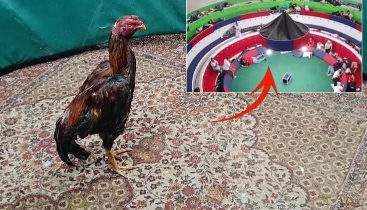 Horoz dövüşü alanında katliam: 12 kişi hayatını kaybetti